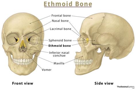 ethmoid bone location|the ethmoid bone contains sinuses.